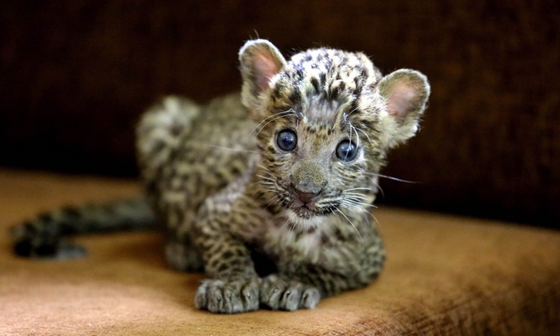 Photo taken on Sept. 4, 2022 shows a one-month-old leopard cub, rescued from the jungle, at Kamla Nehru Zoological Park in Indore, 200 Km from Bhopal, capital of India's Madhya Pradesh state.Photo:Xinhua