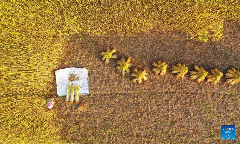 Aerial photo taken on Sept. 2, 2022 shows a villager harvesting seasame in a field in Donghu Village of Tangzhou Town in Taihe County, Ji'an of east China's Jiangxi Province.Photo:Xinhua