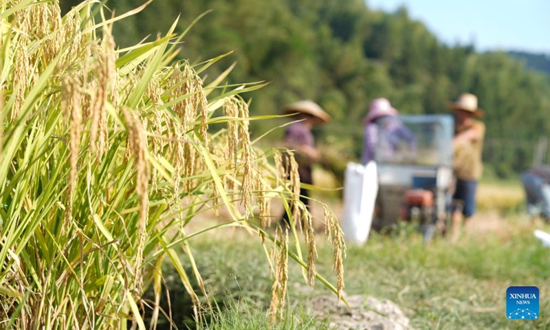 Villagers harvest rice in Pingtan Village of Pingtan Township of Tongdao Dong Autonomous County in Huaihua City, central China's Hunan Province, Sept. 3, 2022.Photo:Xinhua
