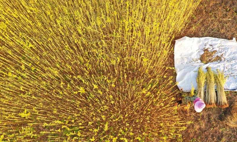 Aerial photo taken on Sept. 2, 2022 shows a villager harvesting seasame in a field in Donghu Village of Tangzhou Town in Taihe County, Ji'an of east China's Jiangxi Province.Photo:Xinhua