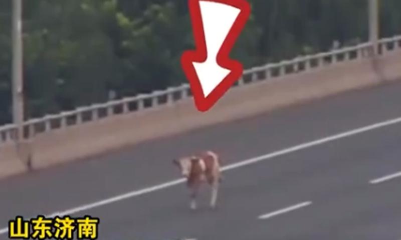 On Tuesday, two cattle suddenly appeared on a highway in Jinan, East China's Shandong Province. Screenshot of Wutong Video