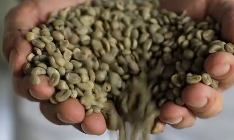 The coffee from Pu'er in Southwest China's Yunnan Province.Screenshot of Dacankao.com