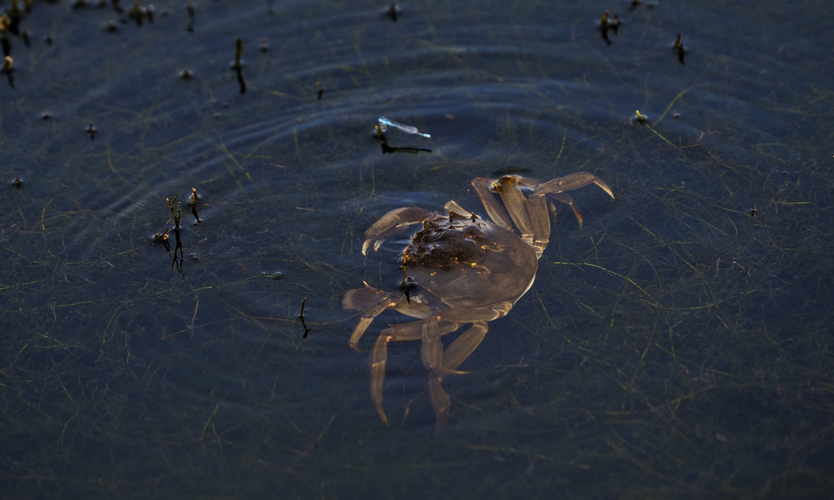 The Yangcheng Lake hairy crab Photo: VCG