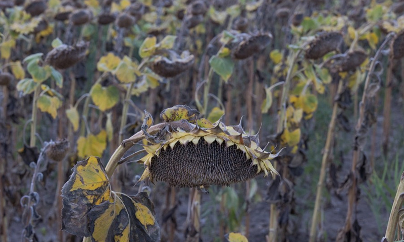 Photo taken on Aug. 18, 2022 shows a sunflower field near Pakozd, Hungary.(Photo: Xinhua)