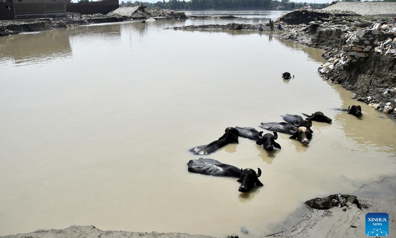 Cattle are seen in flood water after heavy monsoon rain in northwest Pakistan's Nowshera on Sept. 6, 2022. At least 11 people were killed in heavy monsoon rain-triggered flash floods in the last 24 hours in Pakistan, the National Disaster Management Authority (NDMA) said.(Photo: Xinhua)