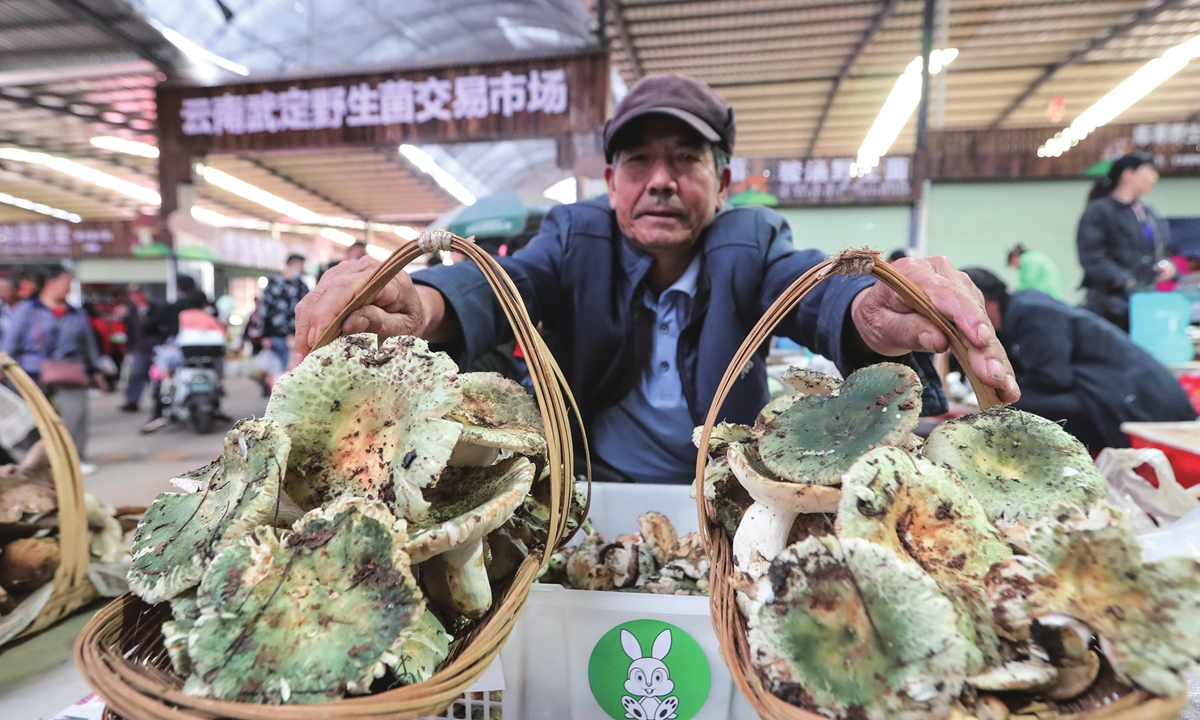 A farmer shows mushrooms in a trading center in Chuxiong, Southwest China's Yunnan Province on September 8, 2022. Local sales of wild mushrooms are embracing a busy season as the traditional Mid-Autumn Festival approaches. Photo: VCG