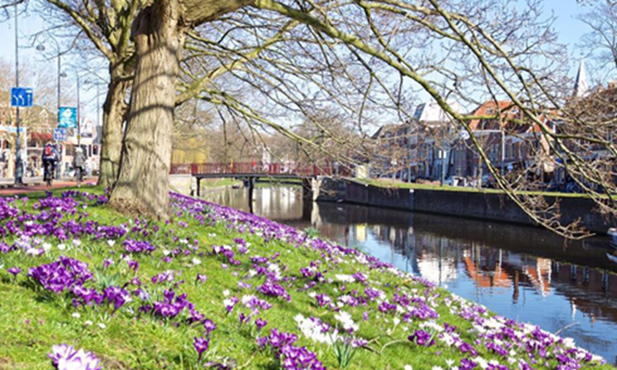 Flowers blossom in Haarlem, the Netherlands, Feb. 26, 2019. Haarlem saw unseasonably warm weather with temperatures up to 18 degrees Celsius on Tuesday, whereas the average temperatures at this time of the year are between 6 and 8 degrees. (Xinhua/Sylvia Lederer)