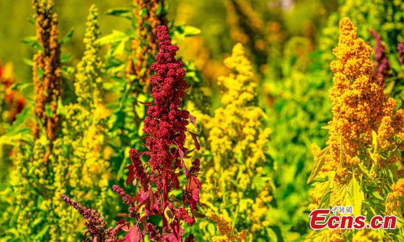 Quinoa has entered harvest season in Wulan county, northwest China's Qinghai Province in Autumn. (Photo: China News Service/Ma Xiang)
