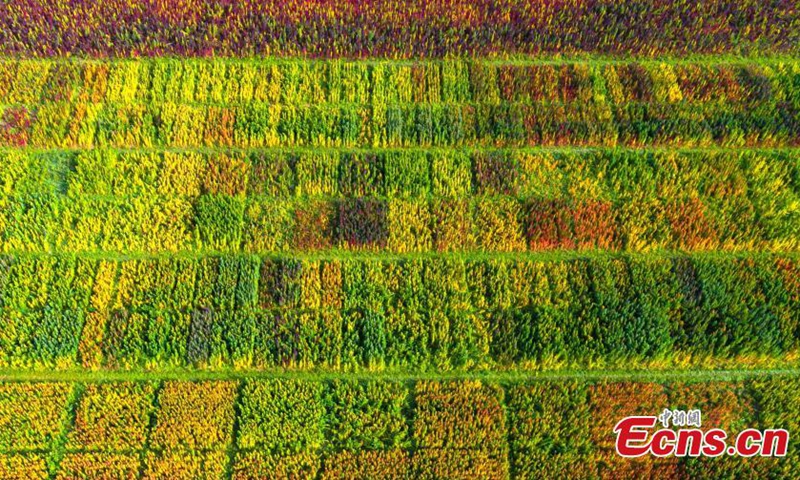 Quinoa has entered harvest season in Wulan county, northwest China's Qinghai Province in Autumn. (Photo: China News Service/Ma Xiang)
