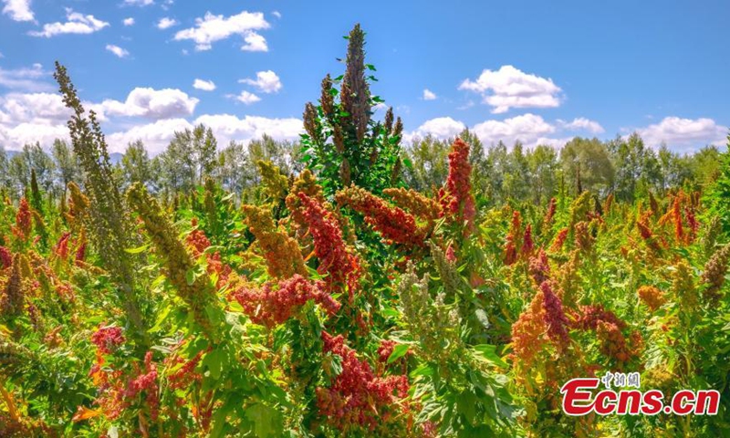 Quinoa has entered harvest season in Wulan county, northwest China's Qinghai Province in Autumn. (Photo: China News Service/Ma Xiang)
