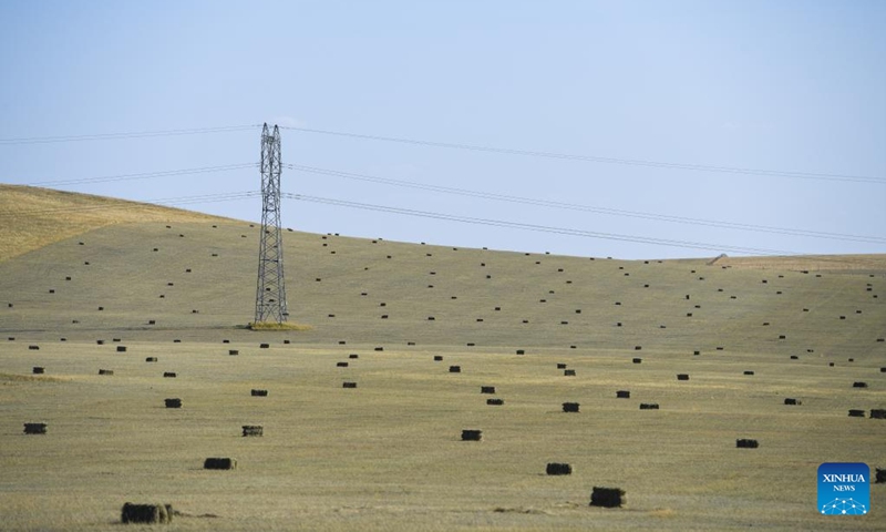 Grass bundles that have been mowed are seen on a grassland in Abag Banner, north China's Inner Mongolia Autonomous Region, Sept. 8, 2022. Shepherds here are busy mowing grasses to be stored as winter food for their livestock.  (Xinhua/Liu Lei)