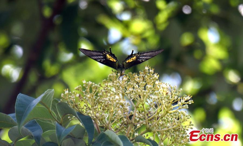 Photo released on Sept. 8, 2022 shows a Golden Kaiser-hind butterfly (Teinopalpus aureus) captured at Nanling National Nature Reserve in south China's Guangdong Province.Commonly known as Golden Kaiser-hind, Teinopalpus aureus is the most endangered among the world's eight most precious butterfly species and is on China's first-class animal protection list. This is the first time that a Golden Kaiser-hind butterfly has been captured at Nanling National Nature Reserve. (Photo provided to China News Service)

