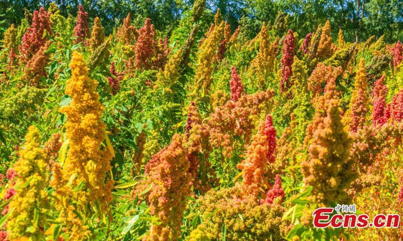Quinoa has entered harvest season in Wulan county, northwest China's Qinghai Province in Autumn. (Photo: China News Service/Ma Xiang)
