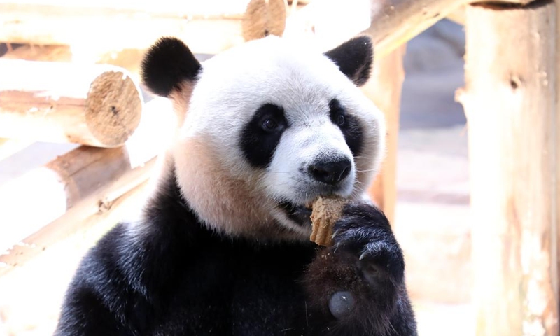 Giant panda Kuku eats the specially-made mooncake at the Chimelong Safari Park in Guangzhou, south China's Guangdong Province, Sept. 9, 2022.Photo:Xinhua