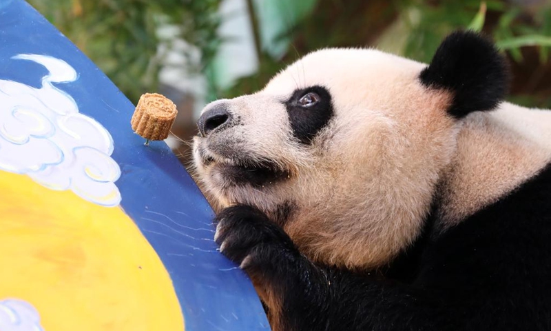Giant panda Shuaishuai prepares to eat the specially-made mooncake at the Chimelong Safari Park in Guangzhou, south China's Guangdong Province, Sept. 9, 2022.Photo:Xinhua
