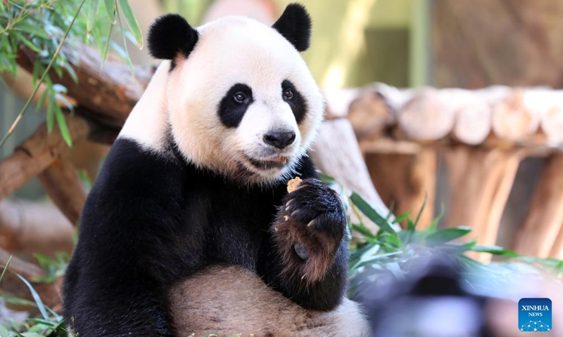 Giant panda Shuaishuai eats the specially-made mooncake at the Chimelong Safari Park in Guangzhou, south China's Guangdong Province, Sept. 9, 2022.Photo:Xinhua