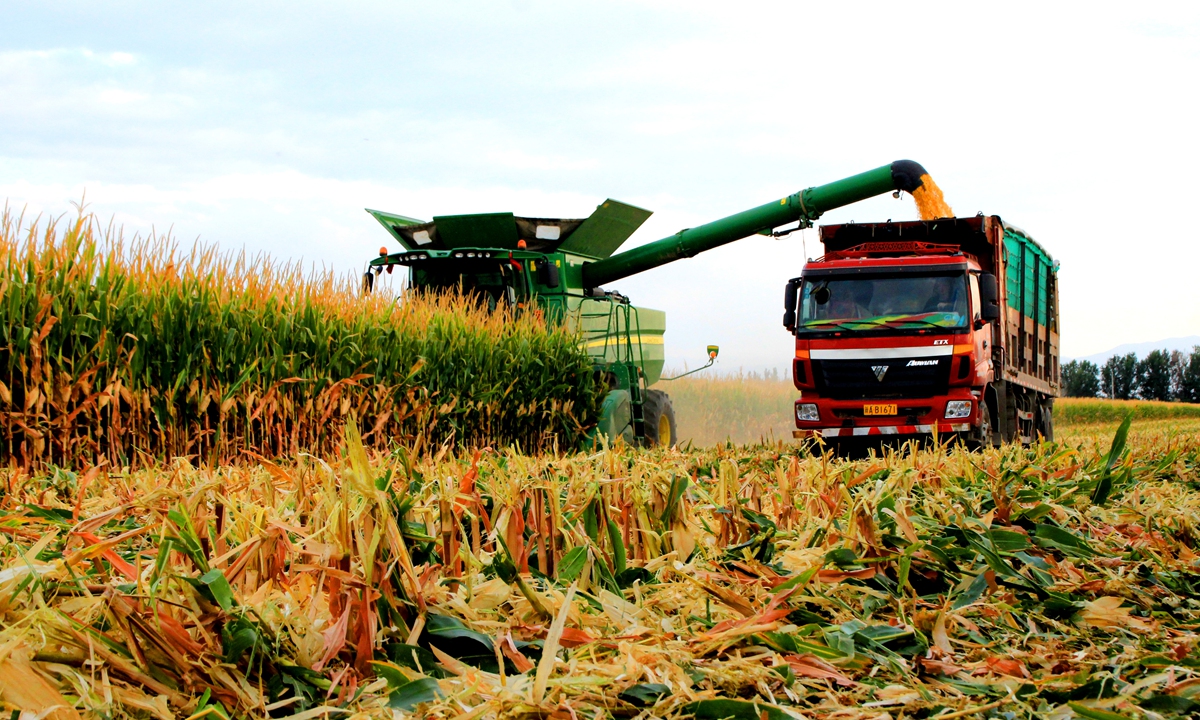A reaping machine harvests corn in Yumin county, Northwest China's Xinjiang Uygur Autonomous Region on September 13, 2022. Farmers in the county have planted 210,000 mu (14,000 hectares) with corn. As fall arrives, farmers are busily harvesting the fields. Photo: cnsphoto