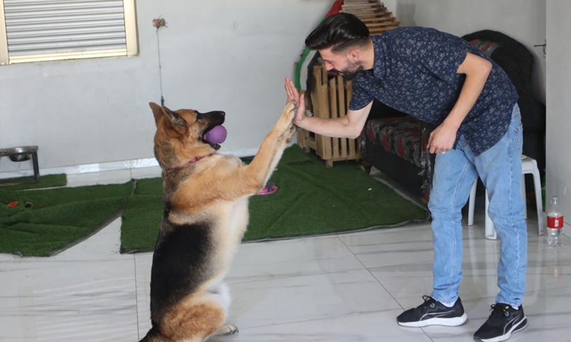 Munzer al-Jaabari plays with his German shepherd Lucy, in the West Bank city of Hebron, on Aug. 29, 2022.、Photo:Xinhua