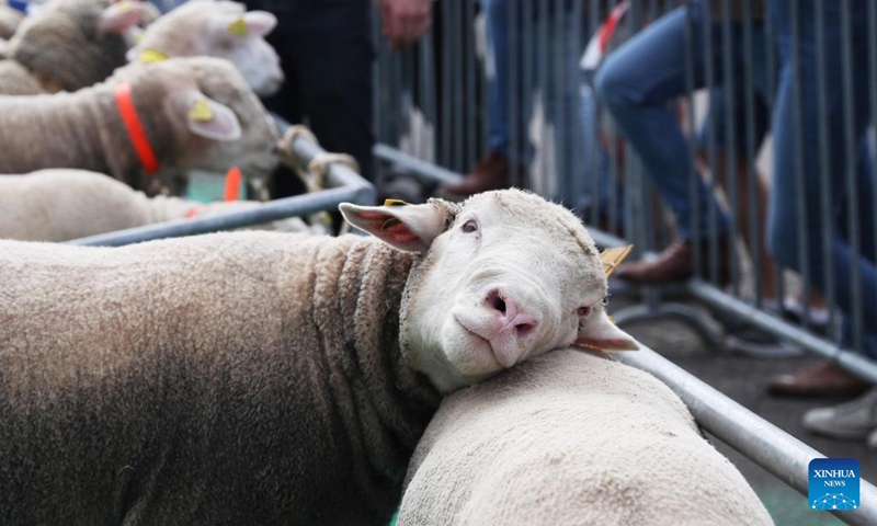 Sheep are on display at the 35th International Livestock Trade Fair (SPACE - Salon International des Productions Animales) in Rennes, France, Sept. 13, 2022.(Photo: Xinhua)
