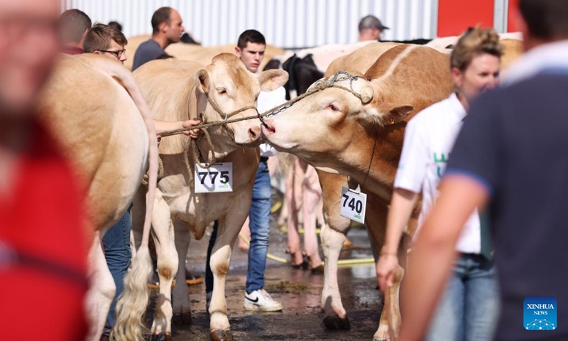 Cows are seen at the 35th International Livestock Trade Fair (SPACE - Salon International des Productions Animales) in Rennes, France, Sept. 13, 2022.(Photo: Xinhua)