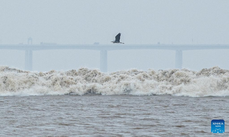 Photo taken on Sept. 13, 2022 shows a view of the tidal bore of the Qiantang River in Hangzhou, east China's Zhejiang Province. The Qiantang River tidal bore, famous for its height and speed, is a traditional tourist attraction here.(Photo: Xinhua)