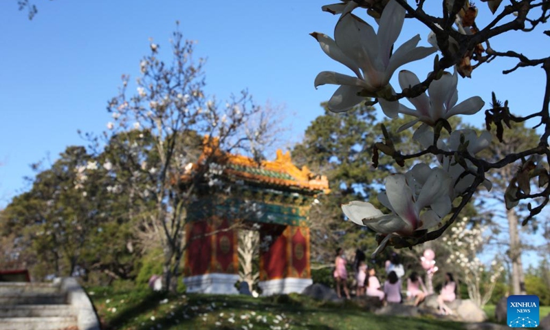 Photo taken on Sept. 14, 2022 shows flowers in early spring at the Beijing Garden by Lake Burley Griffin in Canberra, Australia.(Photo: Xinhua)