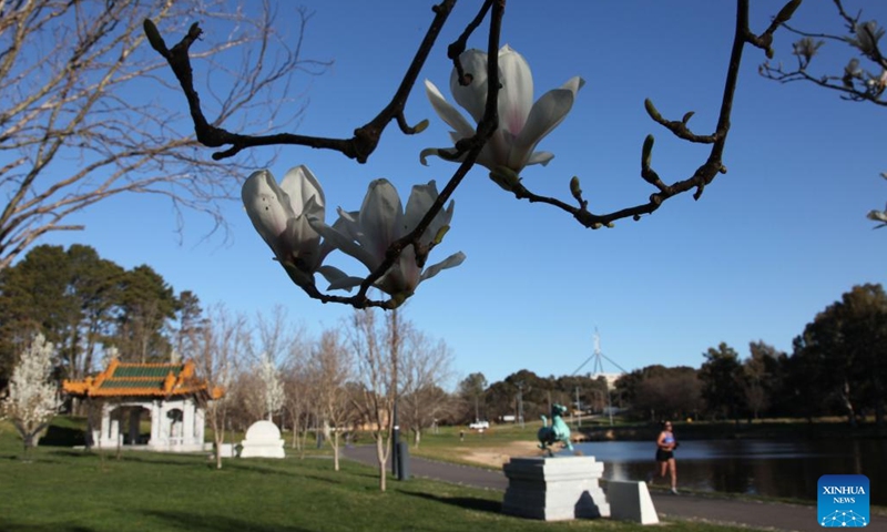 Photo taken on Sept. 14, 2022 shows flowers in early spring at the Beijing Garden by Lake Burley Griffin in Canberra, Australia.(Photo: Xinhua)
