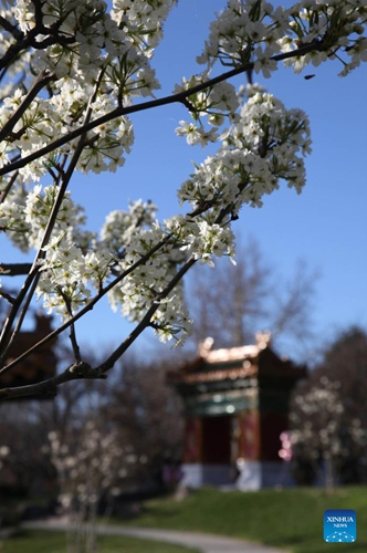 Photo taken on Sept. 14, 2022 shows flowers in early spring at the Beijing Garden by Lake Burley Griffin in Canberra, Australia.(Photo: Xinhua)