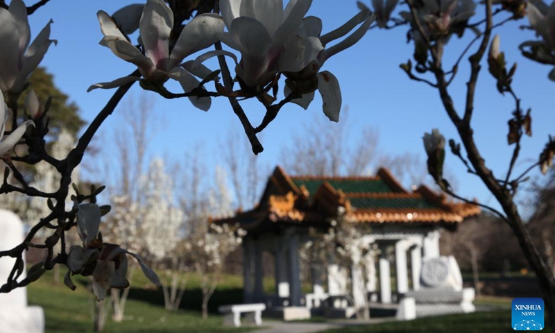 Photo taken on Sept. 14, 2022 shows flowers in early spring at the Beijing Garden by Lake Burley Griffin in Canberra, Australia.(Photo: Xinhua)