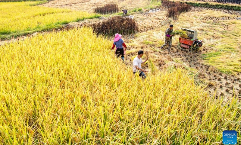 Farmers harvest rice at the paddy fields in Huatian Town of Youyang Tujia and Miao Autonomous County, southwest China's Chongqing, Sept. 14, 2022. Huatian Town of Youyang Tujia and Miao Autonomous County in Chongqing is famous for its rice production on terraced fields.(Photo: Xinhua)