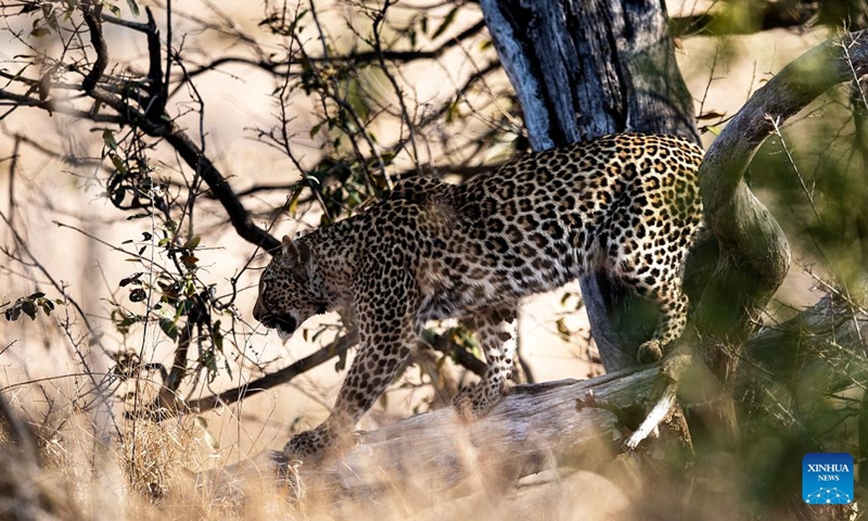 Photo taken on Sept. 17, 2022 shows an African leopard at the Kruger National Park, Mpumalanga, South Africa. Kruger National Park is one of the largest game reserves in Africa. Covering an area of 19,485 square kilometers in northeastern South Africa, the park is a home to an impressive number of species. (Xinhua/Zhang Yudong)