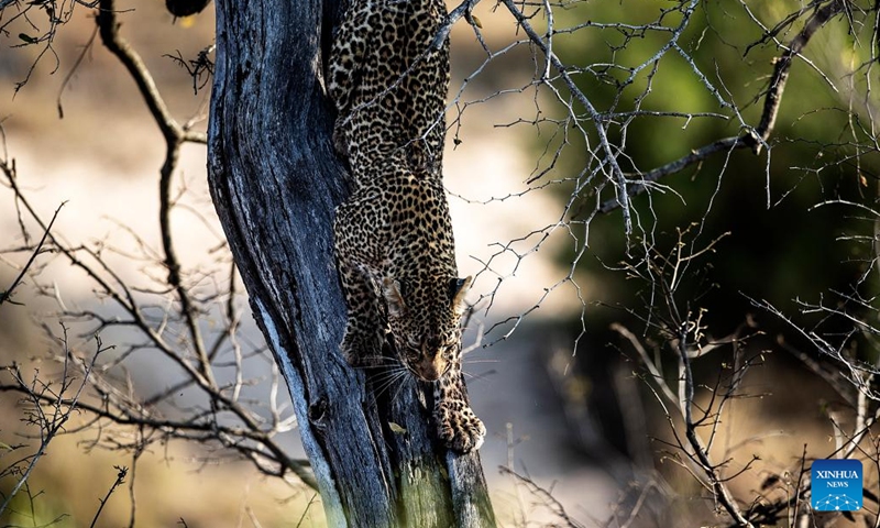 Photo taken on Sept. 17, 2022 shows an African leopard at the Kruger National Park, Mpumalanga, South Africa. Kruger National Park is one of the largest game reserves in Africa. Covering an area of 19,485 square kilometers in northeastern South Africa, the park is a home to an impressive number of species. (Xinhua/Zhang Yudong)