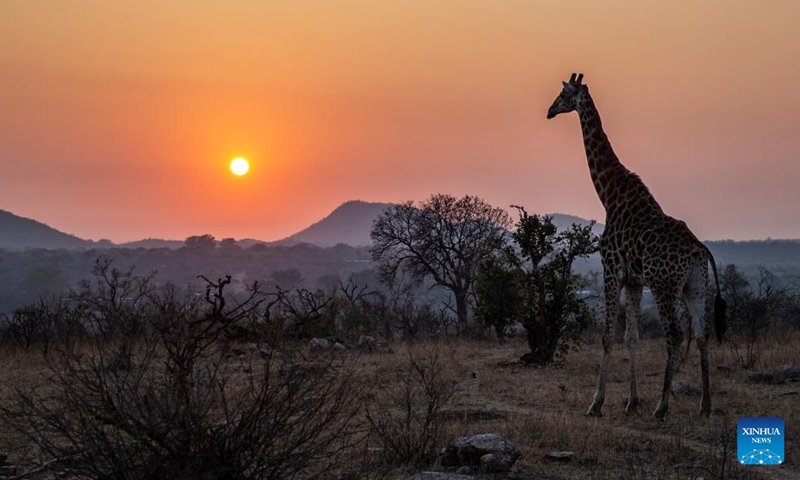 A giraffe walks at the Kruger National Park, Mpumalanga, South Africa, Sept. 17, 2022. Kruger National Park is one of the largest game reserves in Africa. Covering an area of 19,485 square kilometers in northeastern South Africa, the park is a home to an impressive number of species. (Xinhua/Zhang Yudong)