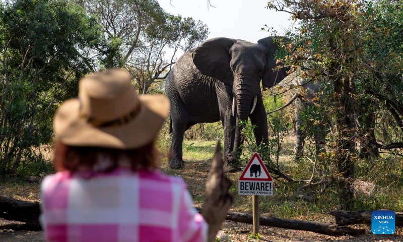 Elephants walk near a tourist at the Kruger National Park, Mpumalanga, South Africa, Sept. 17, 2022. Kruger National Park is one of the largest game reserves in Africa. Covering an area of 19,485 square kilometers in northeastern South Africa, the park is a home to an impressive number of species. (Xinhua/Zhang Yudong)