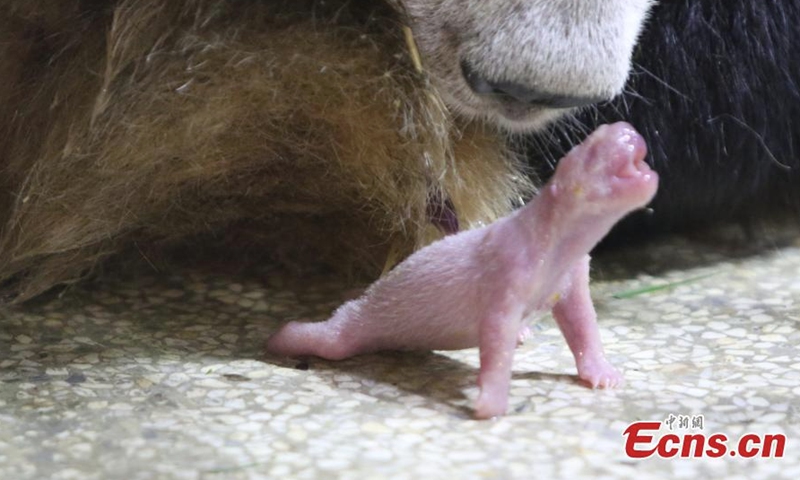 Photo shows a newly born panda cub at the Qinling Giant Panda Research Center in northwest China's Shaanxi Province, Sept. 19, 2022. (Photo provided to China News Service)