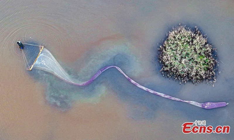 A farmer hauling a 15-20 meters long net harvests brine shrimps in the Salt Lake in Yuncheng, north China's Shanxi Province, Sept. 18, 2022. (Photo provided to China News Service)
