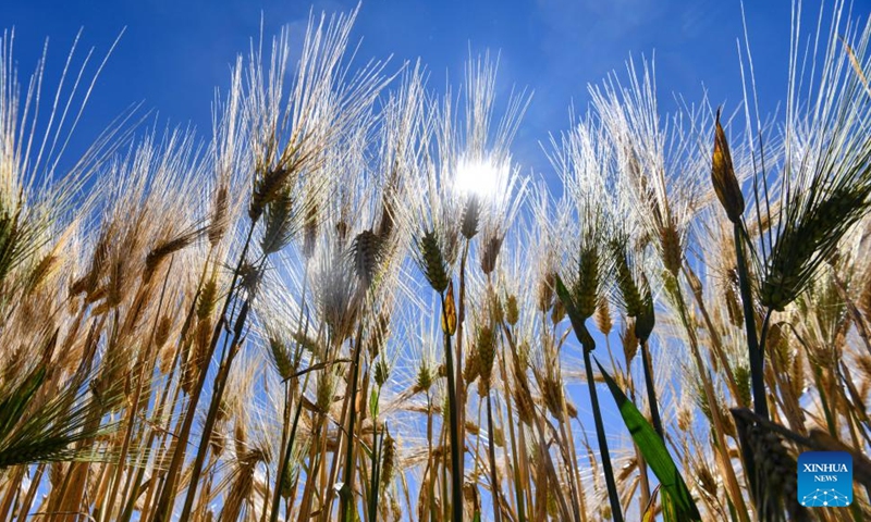 Photo taken on Sept. 19, 2022 shows highland barley waiting to be harvested in Rasog Township of Gyangze County, Xigaze, southwest China's Tibet Autonomous Region. (Xinhua/Jigme Dorje)