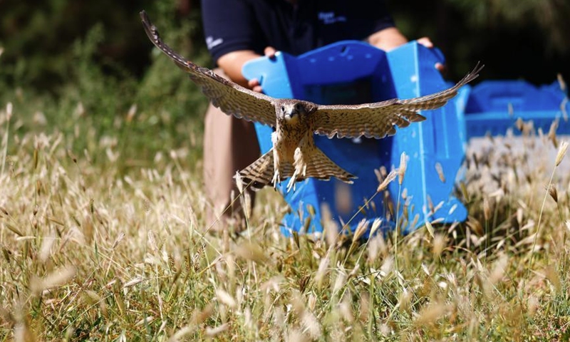 A raptor is released in the suburbs of Beijing, Sept. 19, 2022. Six recovered raptors -- a kestrels, two red-footed falcons and three kestrels -- were released to the wild on Monday. All of them are listed as Class II National protected animals in China. (Photo: China News Service/Fu Tian)
