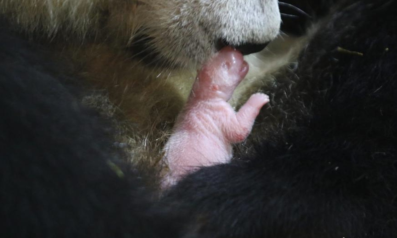 Photo shows a newly born panda cub at the Qinling Giant Panda Research Center in northwest China's Shaanxi Province, Sept. 19, 2022. (Photo provided to China News Service)