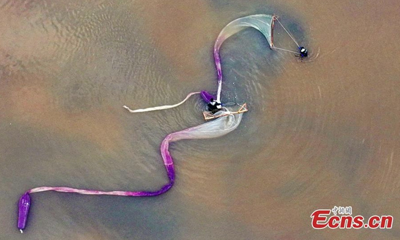 Farmers hauling s 15-20 meters long net harvest brine shrimps in the Salt Lake in Yuncheng, north China's Shanxi Province, Sept. 18, 2022. (Photo provided to China News Service)