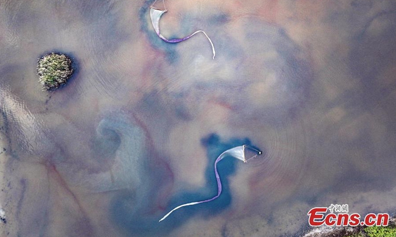Farmers hauling s 15-20 meters long net harvest brine shrimps in the Salt Lake in Yuncheng, north China's Shanxi Province, Sept. 18, 2022. (Photo provided to China News Service)