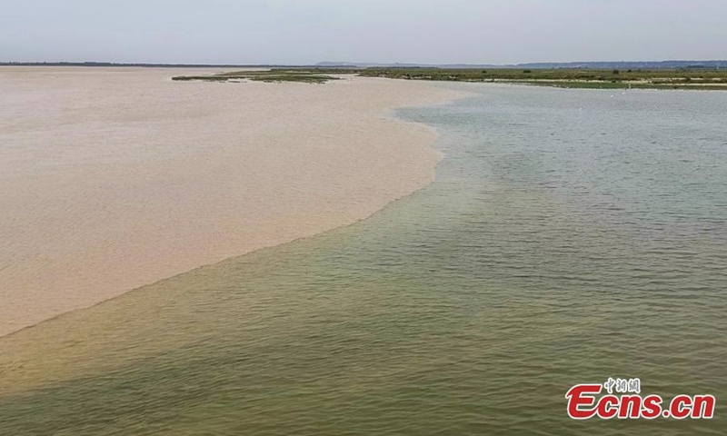 A clear boundary is formed between the colors of green and yellow on the intersection, where Luohe river joins the Yellow river in Gongyi, central China's Henan Province, Sept. 19, 2022. (Photo: China News Service/Wang Kewei)