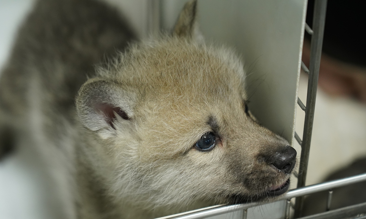 The world's first cloned wild arctic wolf Maya. Photo: Courtesy of Sinogene Biotechnology Co
