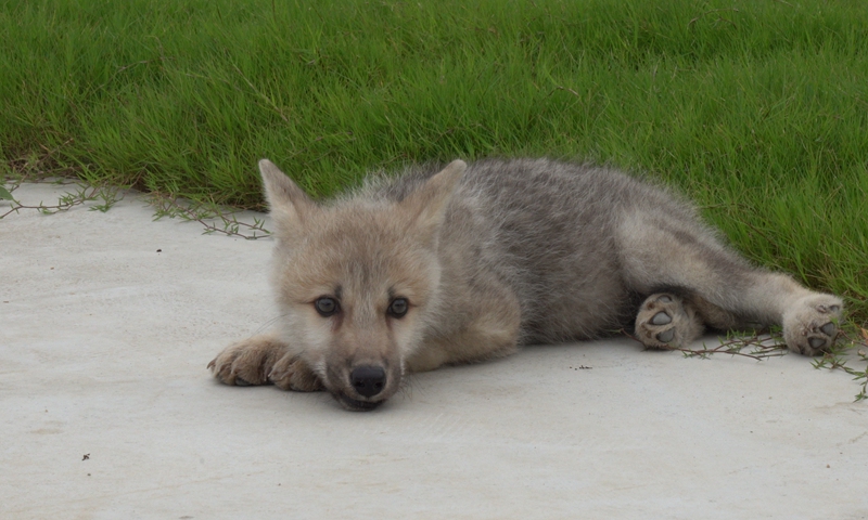 The world's first cloned wild arctic wolf -- Maya -- lies next to the lawn, shows video released Monday by Beijing-based Sinogene Biotechnology Co, marking the wolf's debut 100 days after its birth at a Beijing lab.  Photo: Courtesy of Sinogene Biotechnology Co
