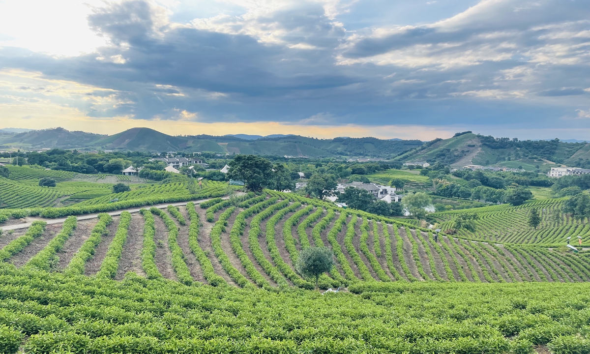 Pictured is the white tea plantations in Anji county's Huangdu village, which has been dubbed the 