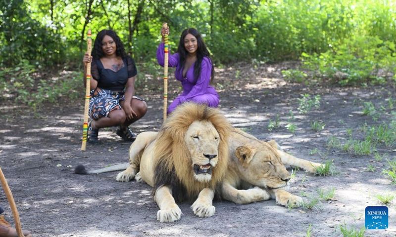 Tourists pose for photos with lions at a safari park in the Saloum Delta region of Senegal, Sept. 16, 2022. Senegal's Saloum Delta lies at the estuary of the Saloum River which flows into the North Atlantic Ocean. It was inscribed on the UNESCO World Heritage List in 2011.(Photo: Xinhua)