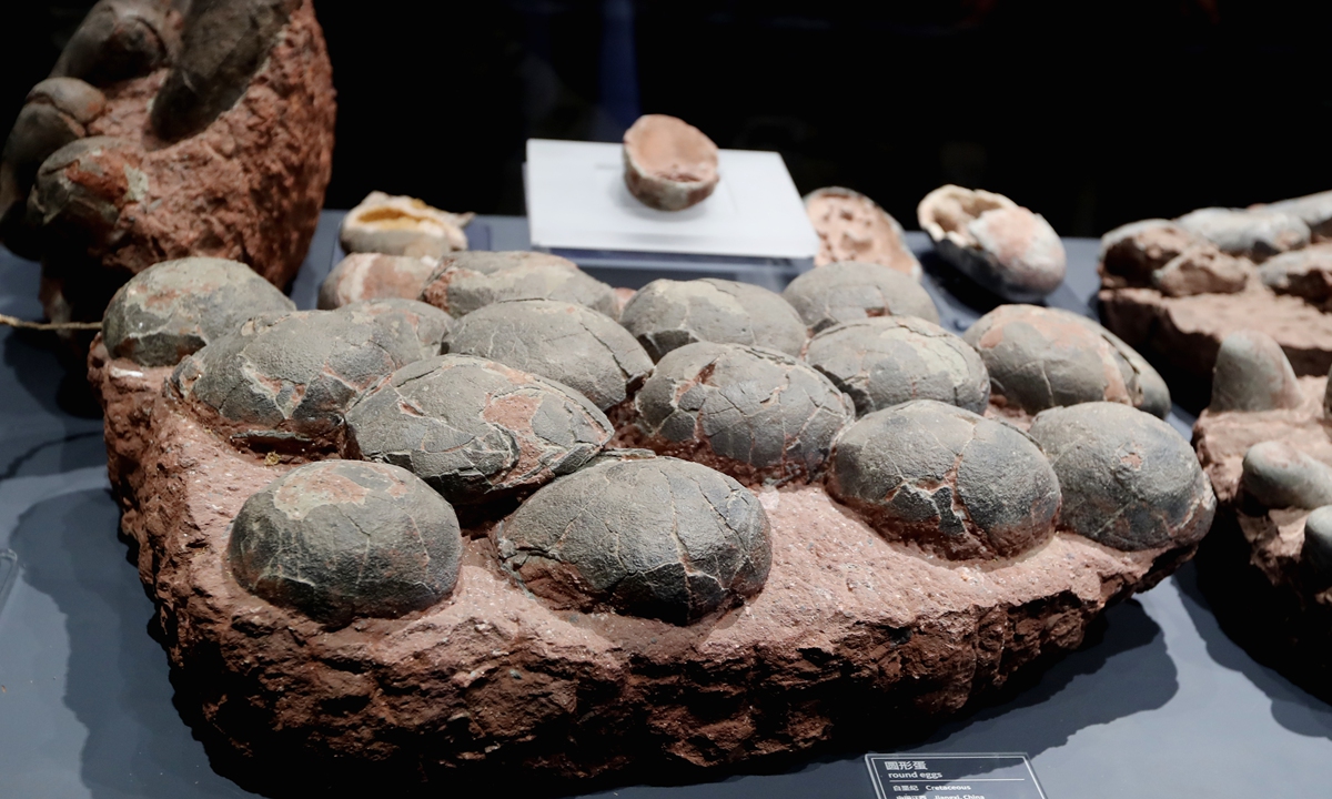 Dinosaur egg fossils preserved at Chengjiang Fossil Site Natural History Museum in Yuxi city, Southwest China's Yunnan Province Photo: IC