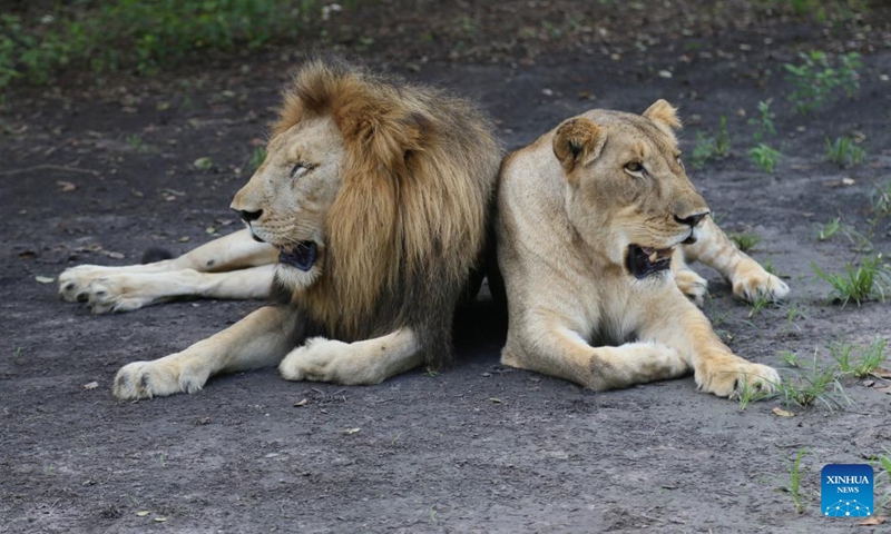 Two lions rest at a safari park in the Saloum Delta region of Senegal, Sept. 16, 2022. Senegal's Saloum Delta lies at the estuary of the Saloum River which flows into the North Atlantic Ocean. It was inscribed on the UNESCO World Heritage List in 2011.(Photo: Xinhua)