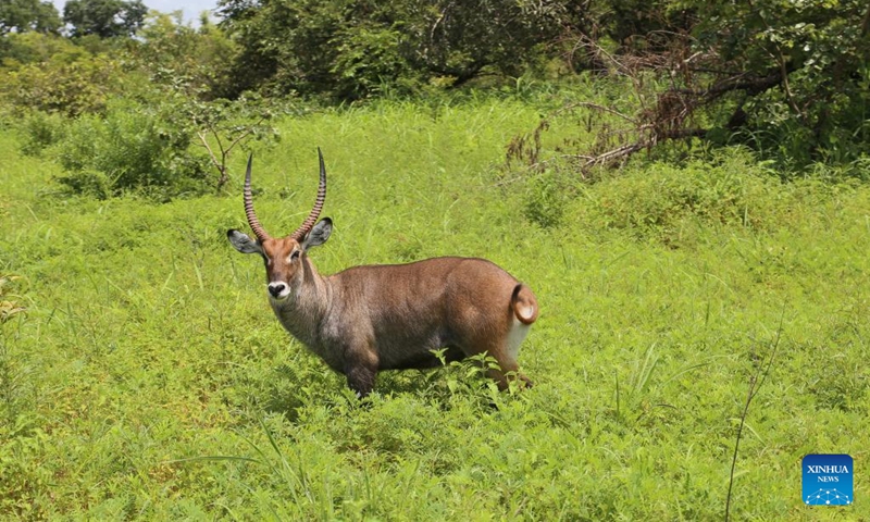 An antelope is pictured at a safari park in the Saloum Delta region of Senegal, Sept. 16, 2022. Senegal's Saloum Delta lies at the estuary of the Saloum River which flows into the North Atlantic Ocean. It was inscribed on the UNESCO World Heritage List in 2011.(Photo: Xinhua)