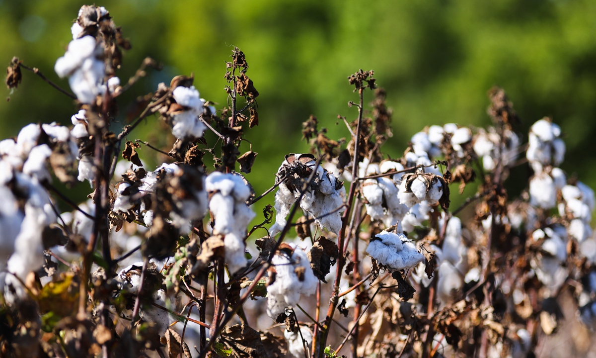 Cotton is seen in a field in Ellis County, Texas, the US, on September 19, 2022. Photo: AFP